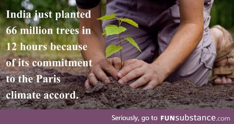 Plant more trees