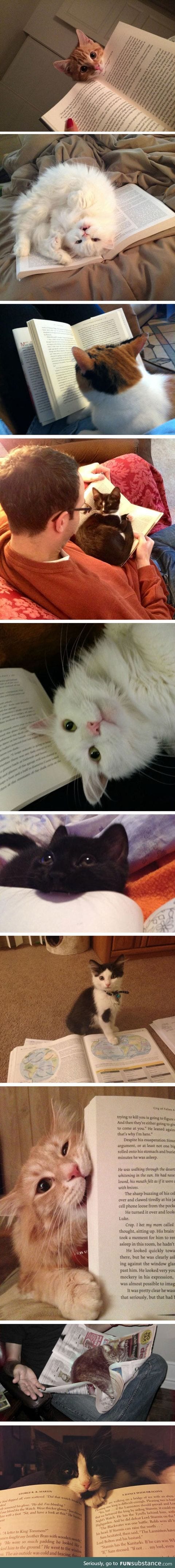 Cats Who Won't Let You Read Your Book