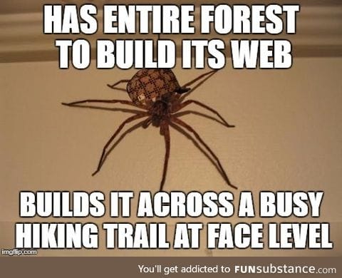 After hiking this morning, I remembered how much I hated spiders