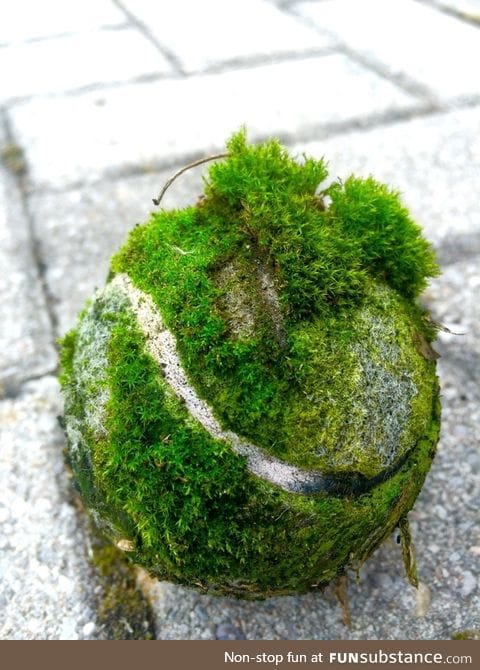 Tiny ecosystem living on a tennis ball