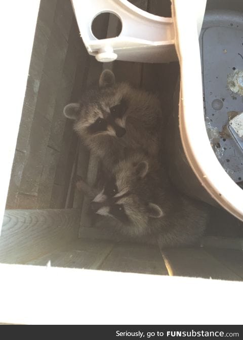 Found these two littles guys in a trash yesterday