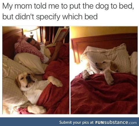 Put the dog to bed