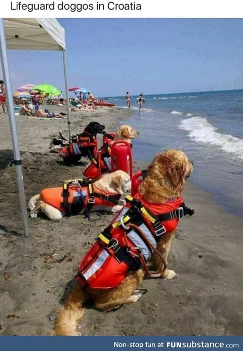 Lifeguard dogs