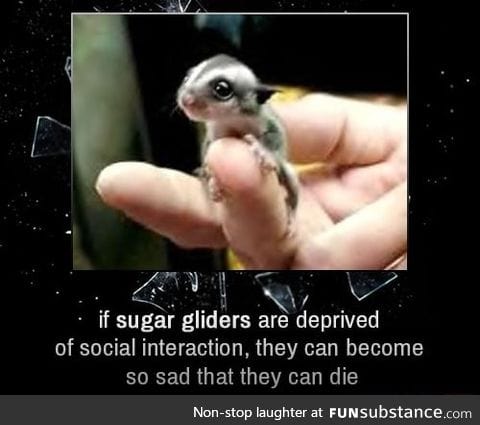 Sugar gliders need social interaction to live