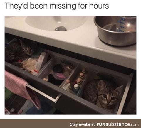 Missing cats