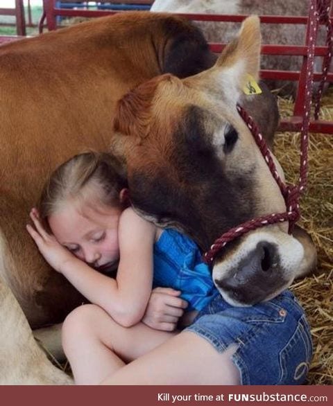 Cows are very affectionate
