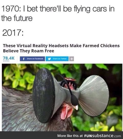 Chicken rights