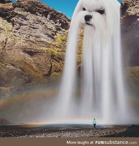 The dog of waterfall