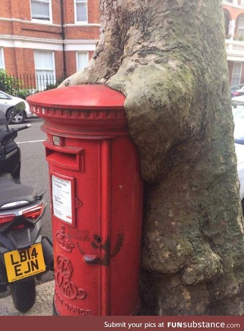 Tree shagging a post box in London