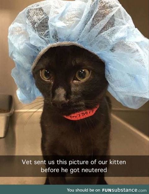 A kitten by the vet