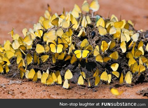 Fresh elephant dung in Kenya