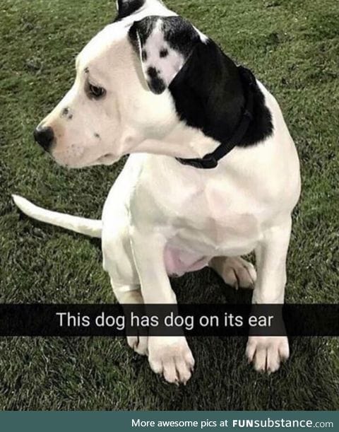 Dog in a dog ear