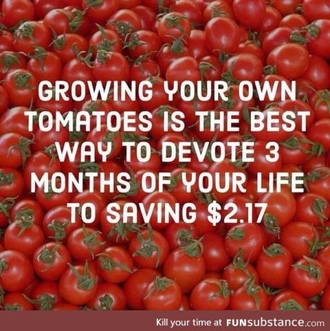 Growing a tomatoe