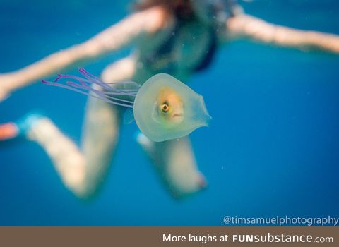 Jellyfish eating a fish