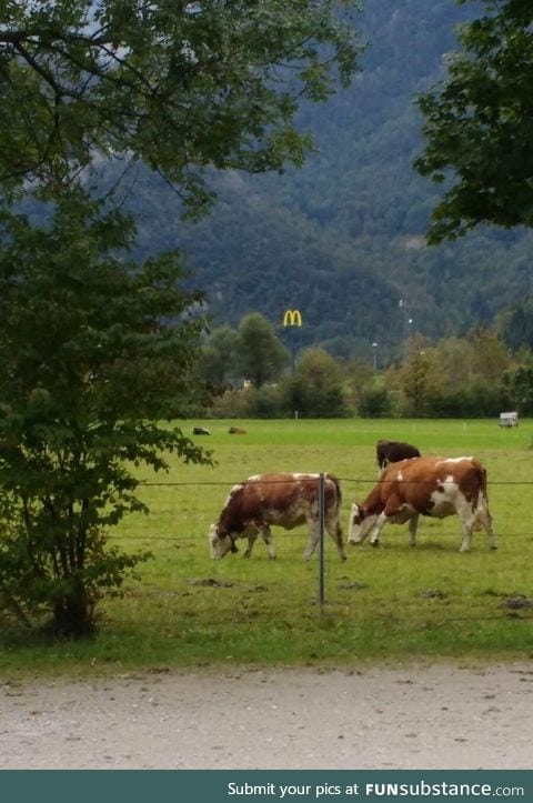 A hungry McDonald's is watching his prey