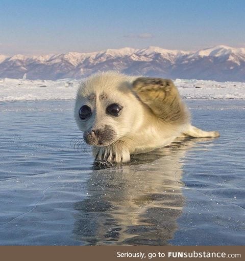 Tiny seal pup waves hello while posing for photoshoot