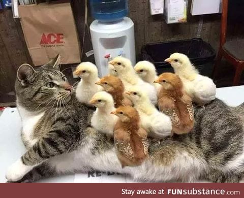 Cat suffers for horrible case of Chickenpox .