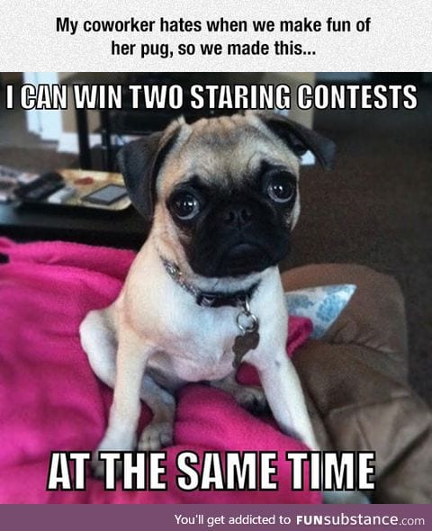 Truth about pugs