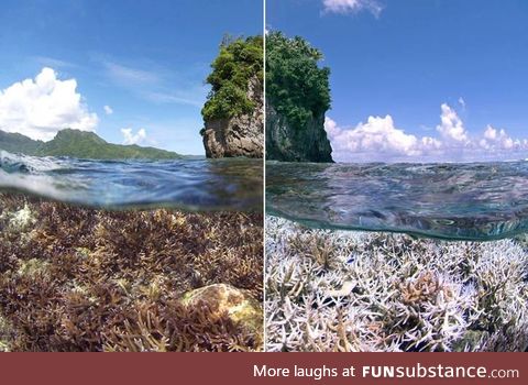 Just posting this for awareness. The reefs are dying