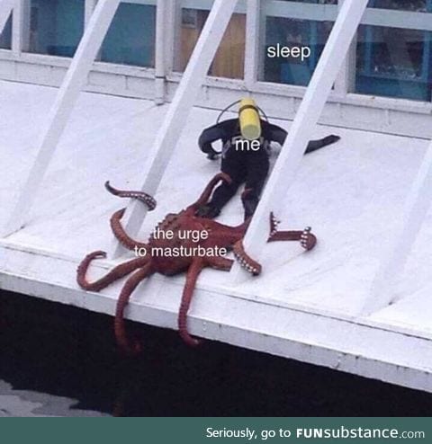 The octopus wins every time :'v