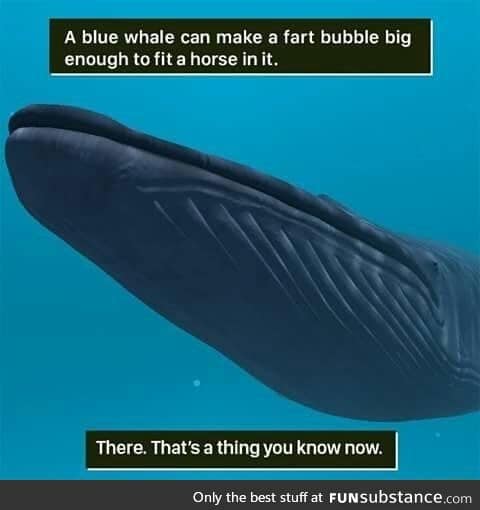 Blue whale fart bubble is huge