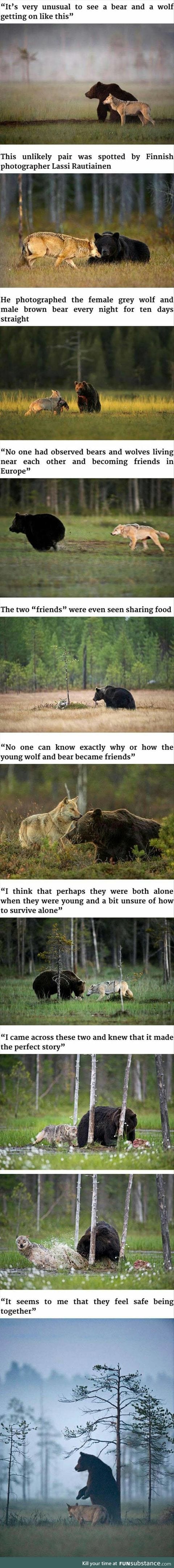 Bear and wolf friends