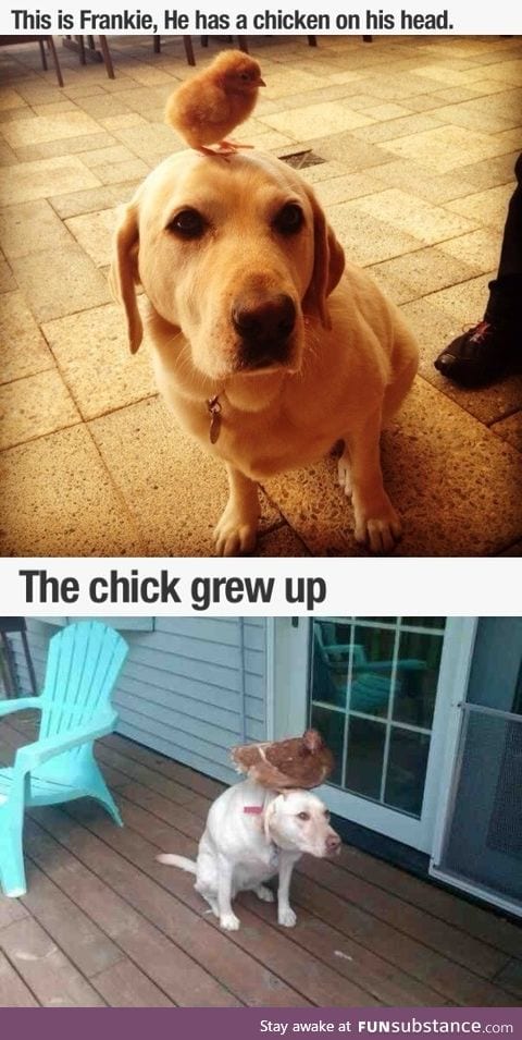 Chick sits on a b*tch