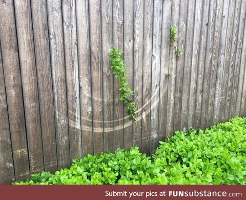 Marks on this fence from where a growing vine swings in the wind