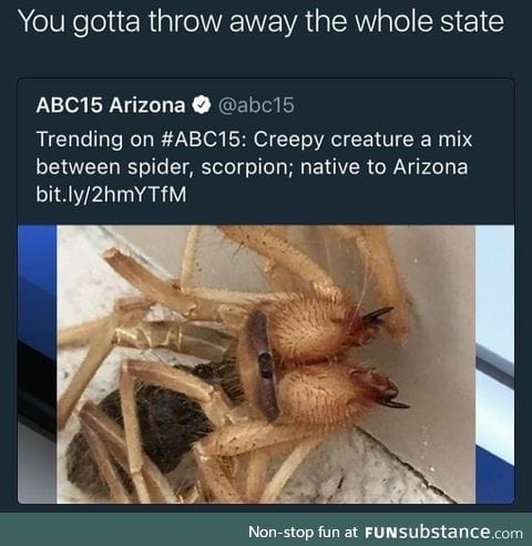 Spider scorpion