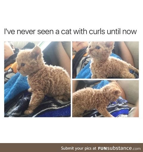 Cat with curls