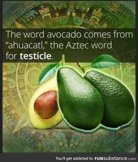 Origin of the work avocado