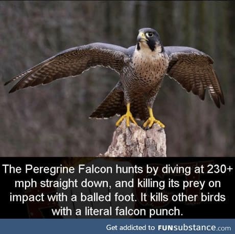 The real Captain Falcon