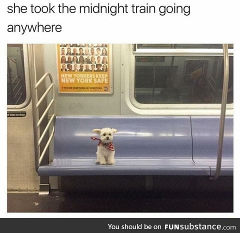 Puppy takes the midnight train everyday