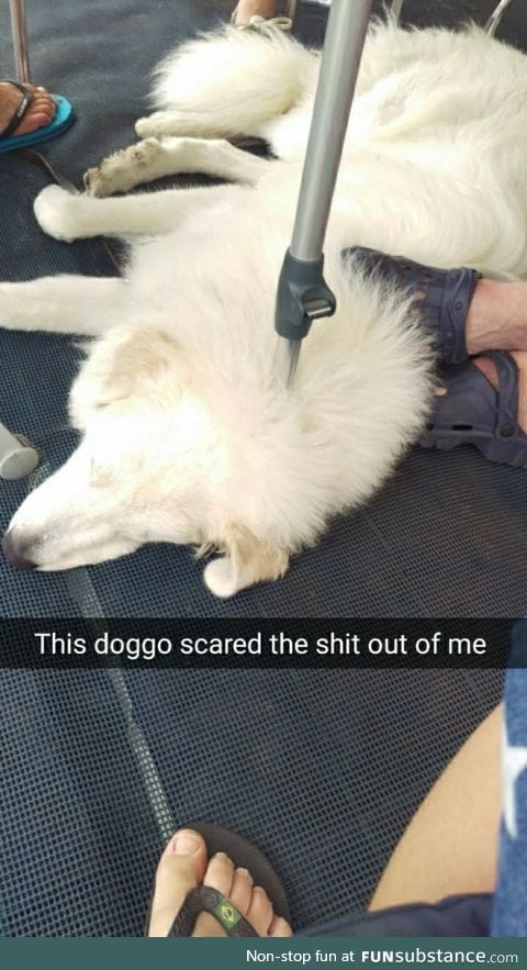 This doggo scared the sh*t out of me.