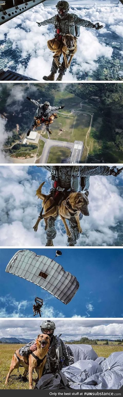 Colombian daredevil dog skydives for military training