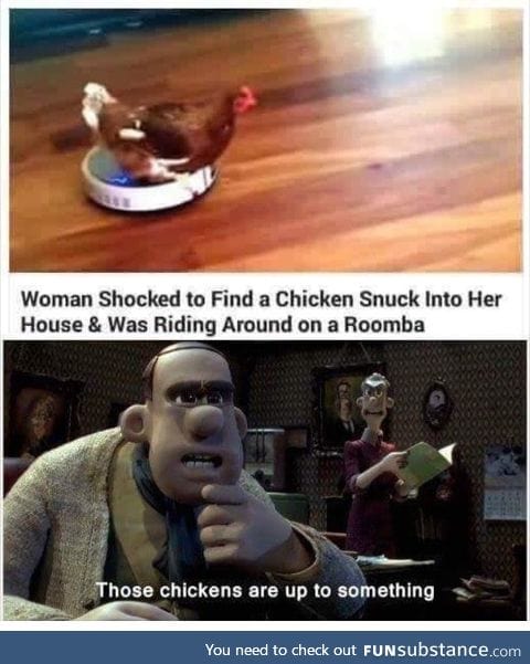 Those chickens