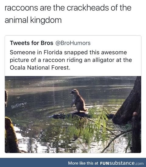 Raccoons are my role model