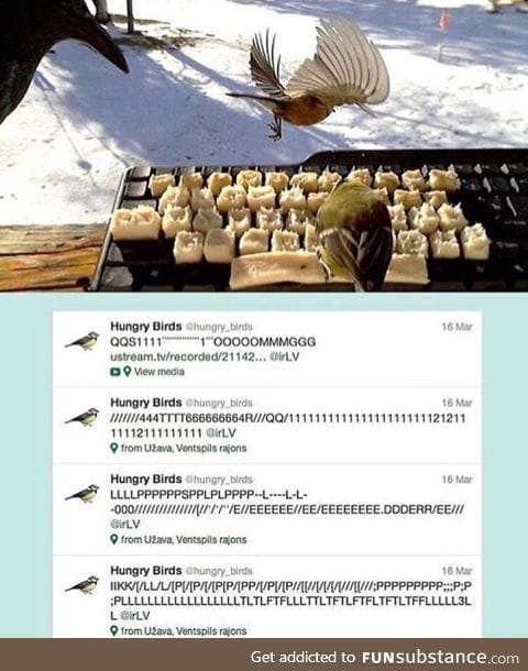Birds typing