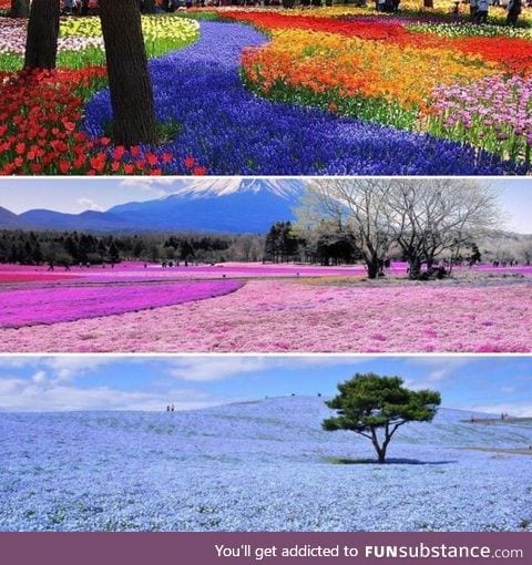 You can get every colour of flower in this park