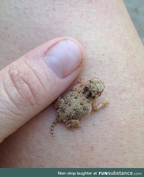 Teeny tiny texas horned toad!