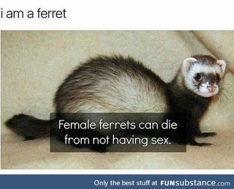 Are you a ferret?