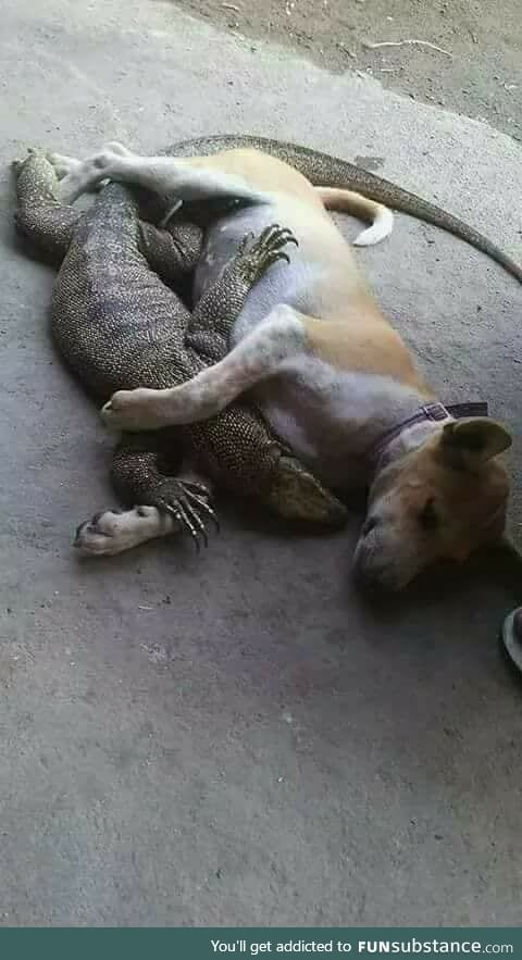 Dog and monitor lizard are now friends!!!