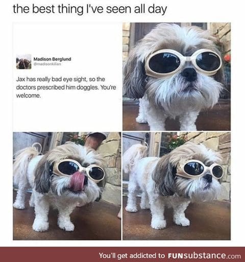 Dog with doggles