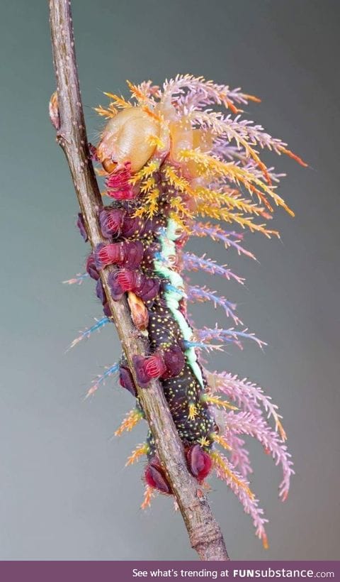 Saturniidae moth caterpillar