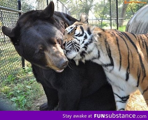 A bear and a tiger who are friends