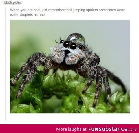 Jumping spider has water droplet hats