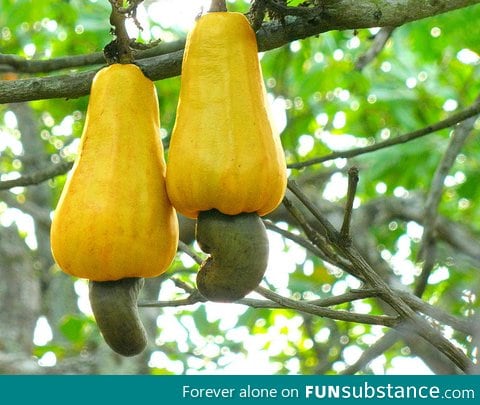 Now you know how cashew nuts look before they're picked