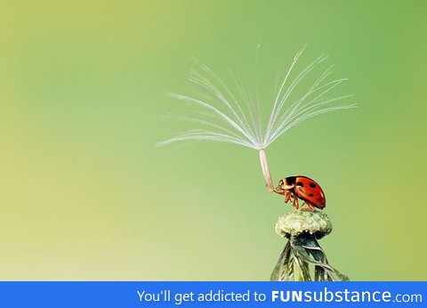 A ladybug holds on to the last dandelion seed