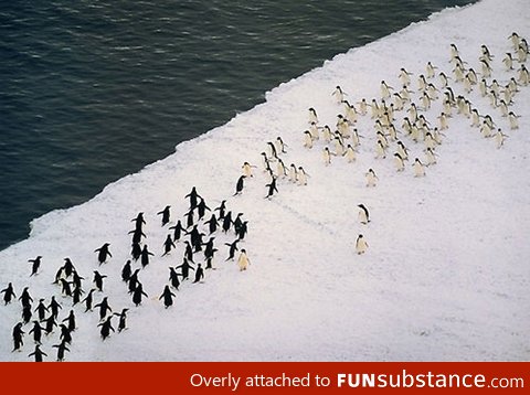 Just a massive penguin battle