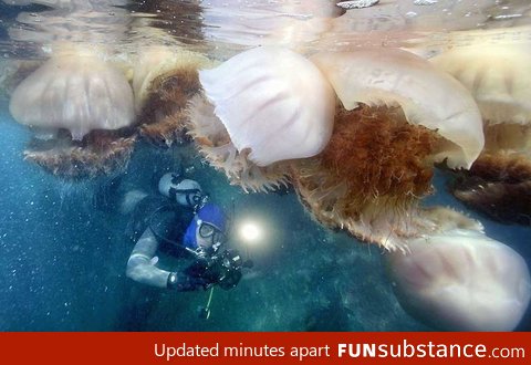 Giant jellyfish, a lot of them